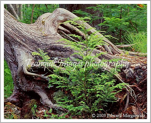 450258---Old Growth and new growth 